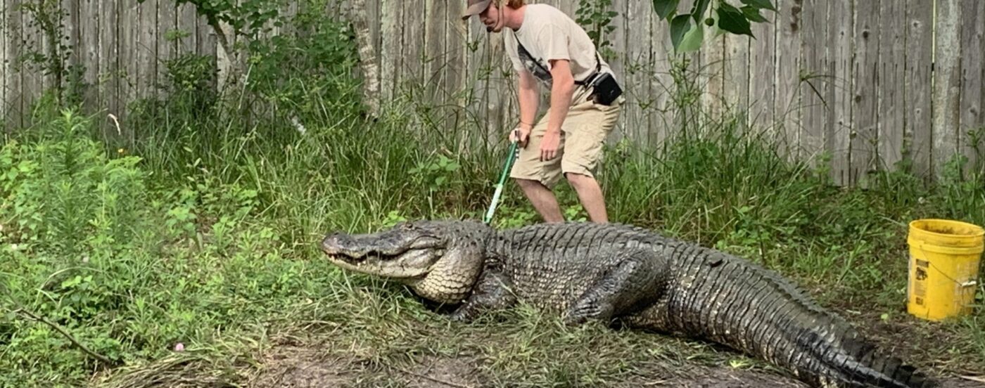 Angleton texas Crocodile Encounter