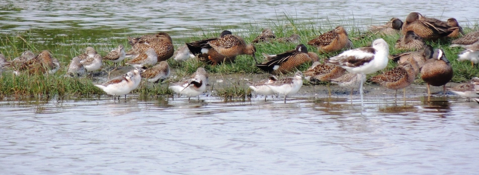 Brazoria National Wildlife Refuge