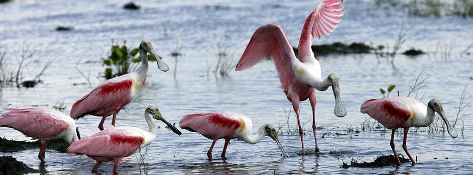 clute texas national wildlife